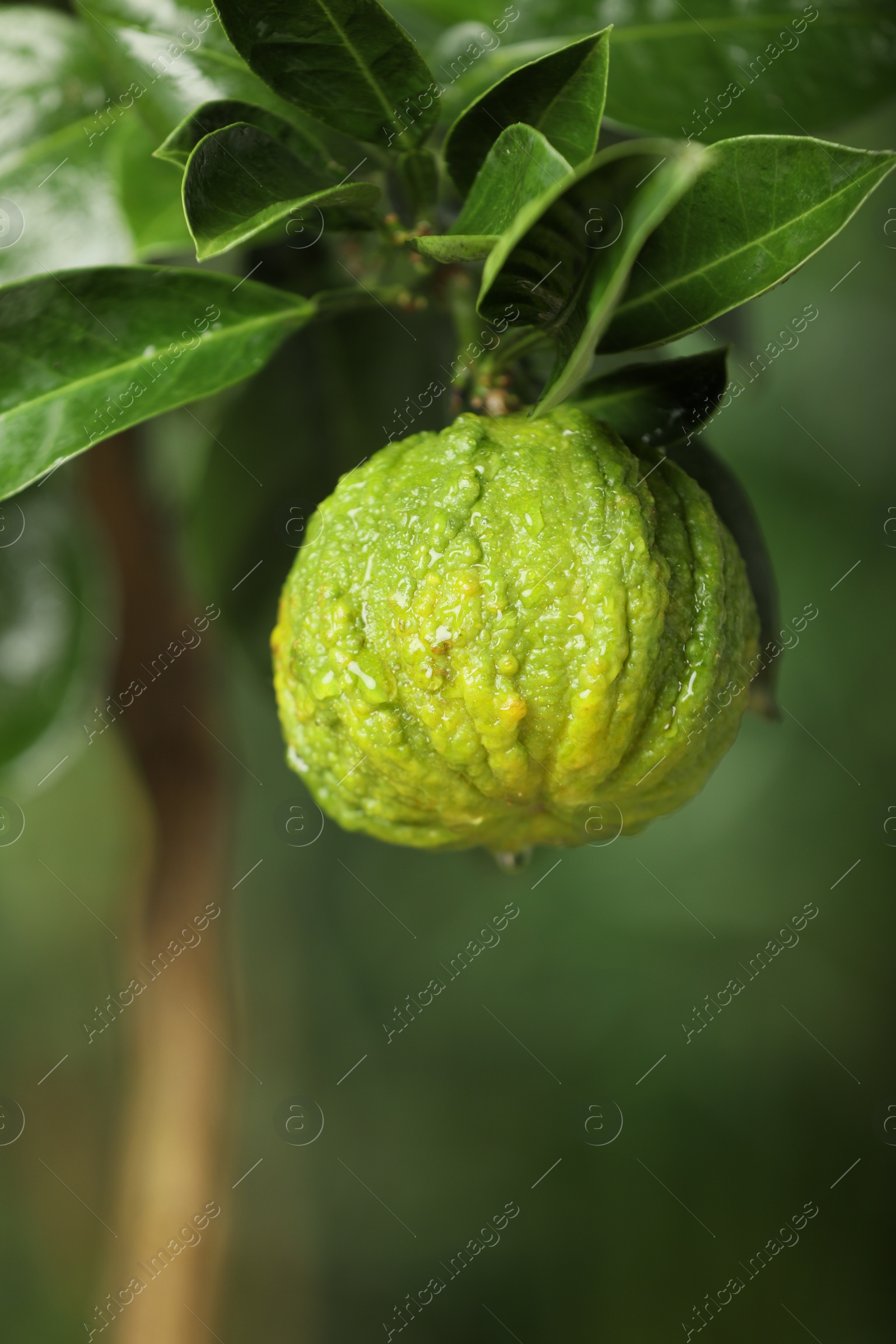 Photo of Closeup view of bergamot tree with fruit outdoors