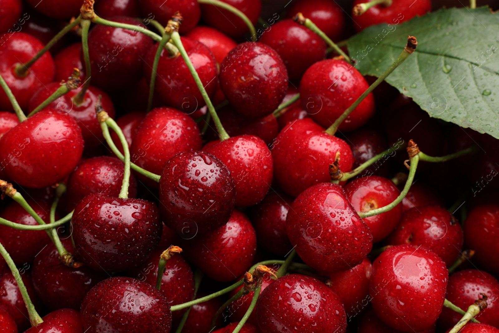 Photo of Many sweet cherries with water drops as background, closeup