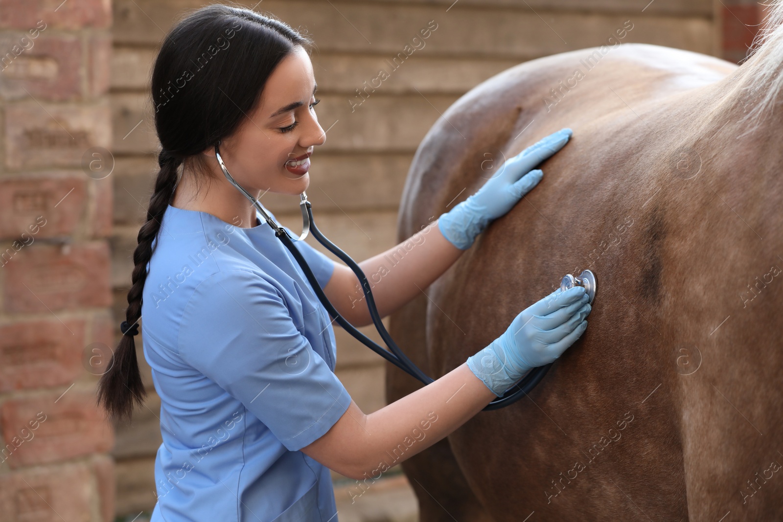 Photo of Veterinarian listening to horse with stethoscope outdoors. Pet care