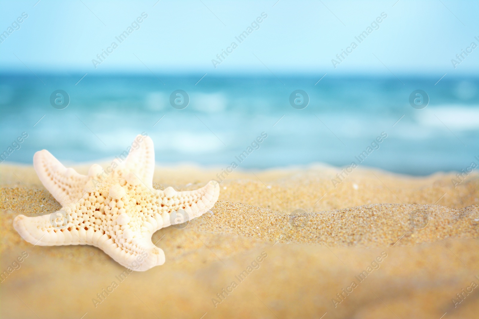 Image of Starfish on sandy beach near sea, space for text