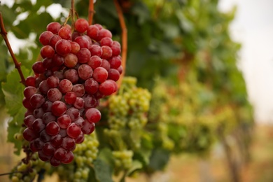 Bunch of ripe juicy grapes on branch in vineyard, closeup. Space for text