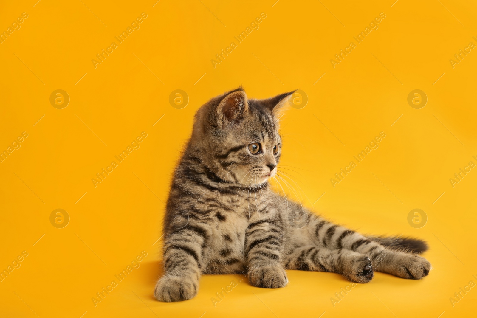 Photo of Cute tabby kitten on yellow background. Baby animal