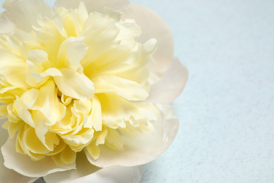 Beautiful peony flower on light blue background, closeup