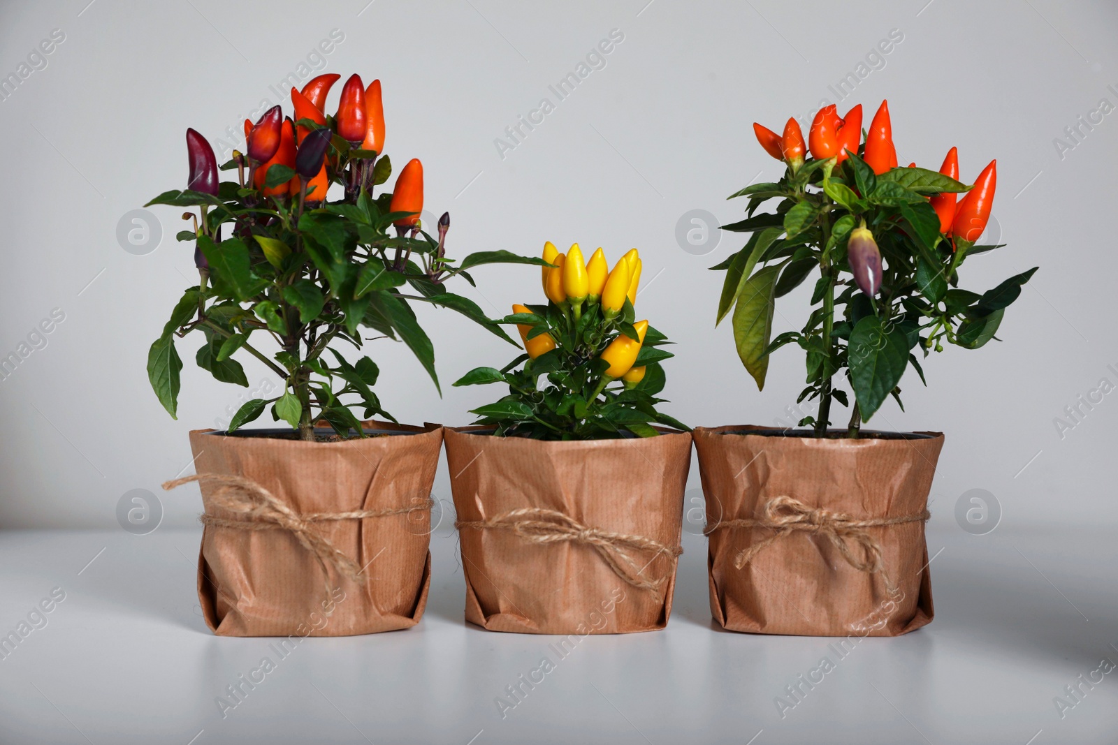 Photo of Capsicum Annuum plants. Many potted multicolor Chili Peppers on light grey background