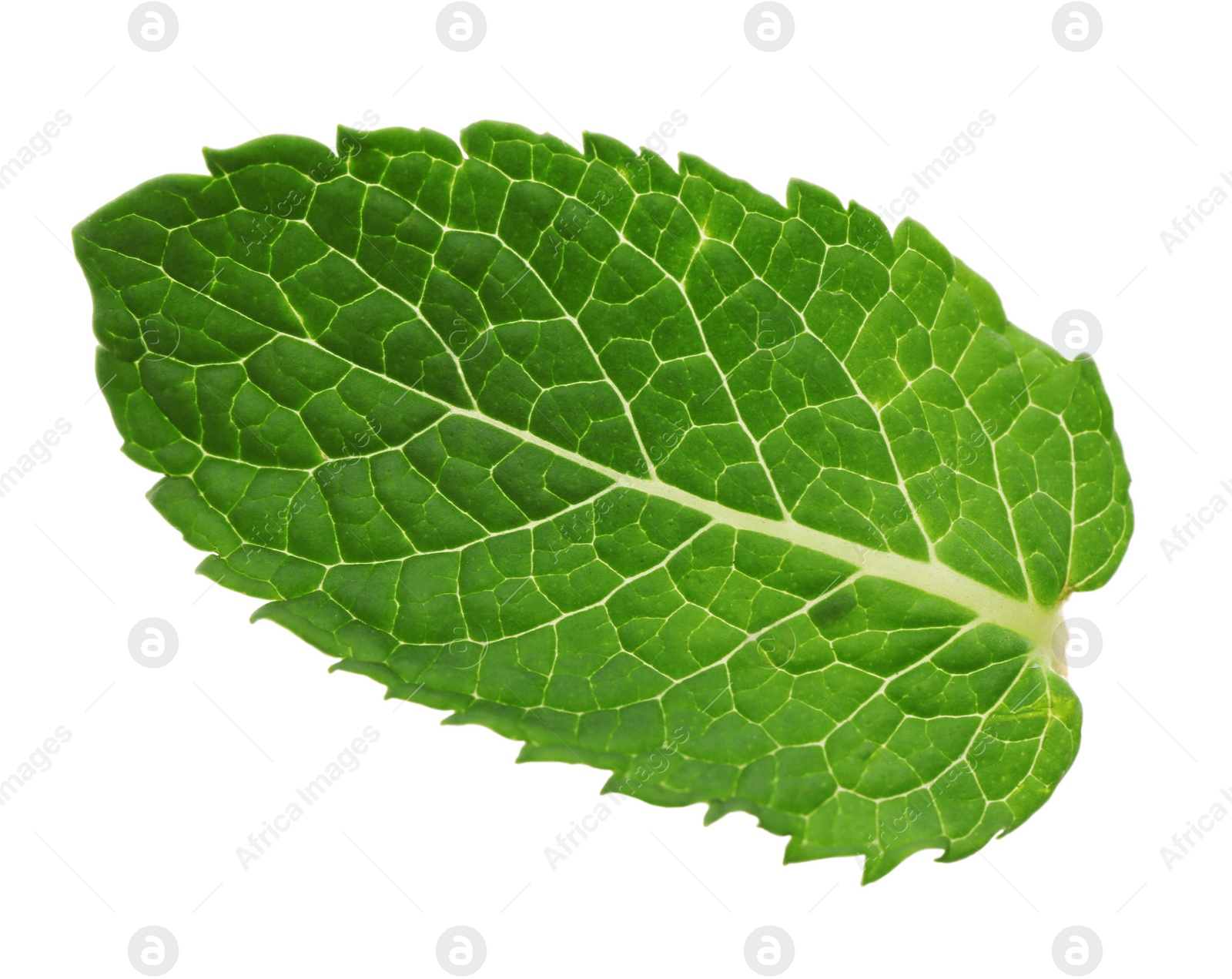 Photo of Fresh green mint leaf isolated on white