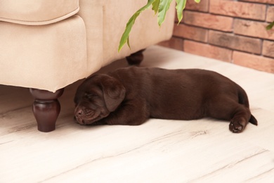 Chocolate Labrador Retriever puppy sleeping on floor indoors