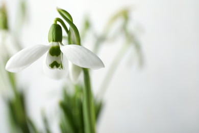 Photo of Beautiful snowdrop on light background, closeup view. Space for text