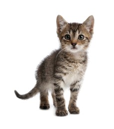 Photo of Cute little tabby kitten on white background