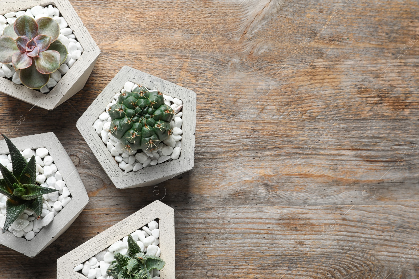 Photo of Beautiful succulent plants in stylish flowerpots on wooden background, flat lay with space for text. Home decor