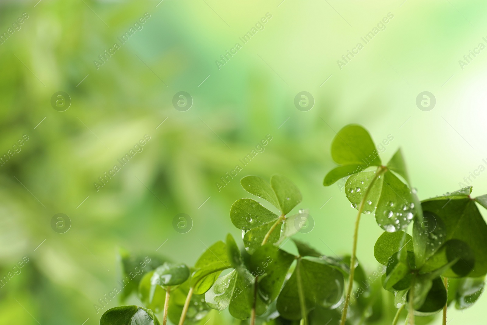 Photo of Clover leaves with water drops on blurred background, space for text. St. Patrick's Day symbol