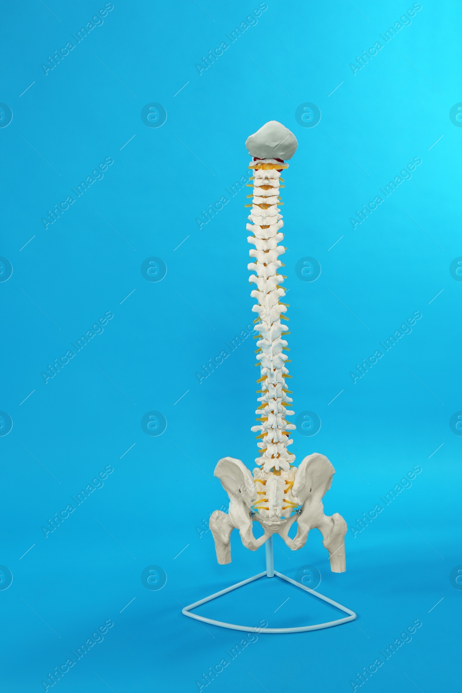 Photo of Artificial human spine model on blue background