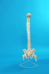 Photo of Artificial human spine model on blue background