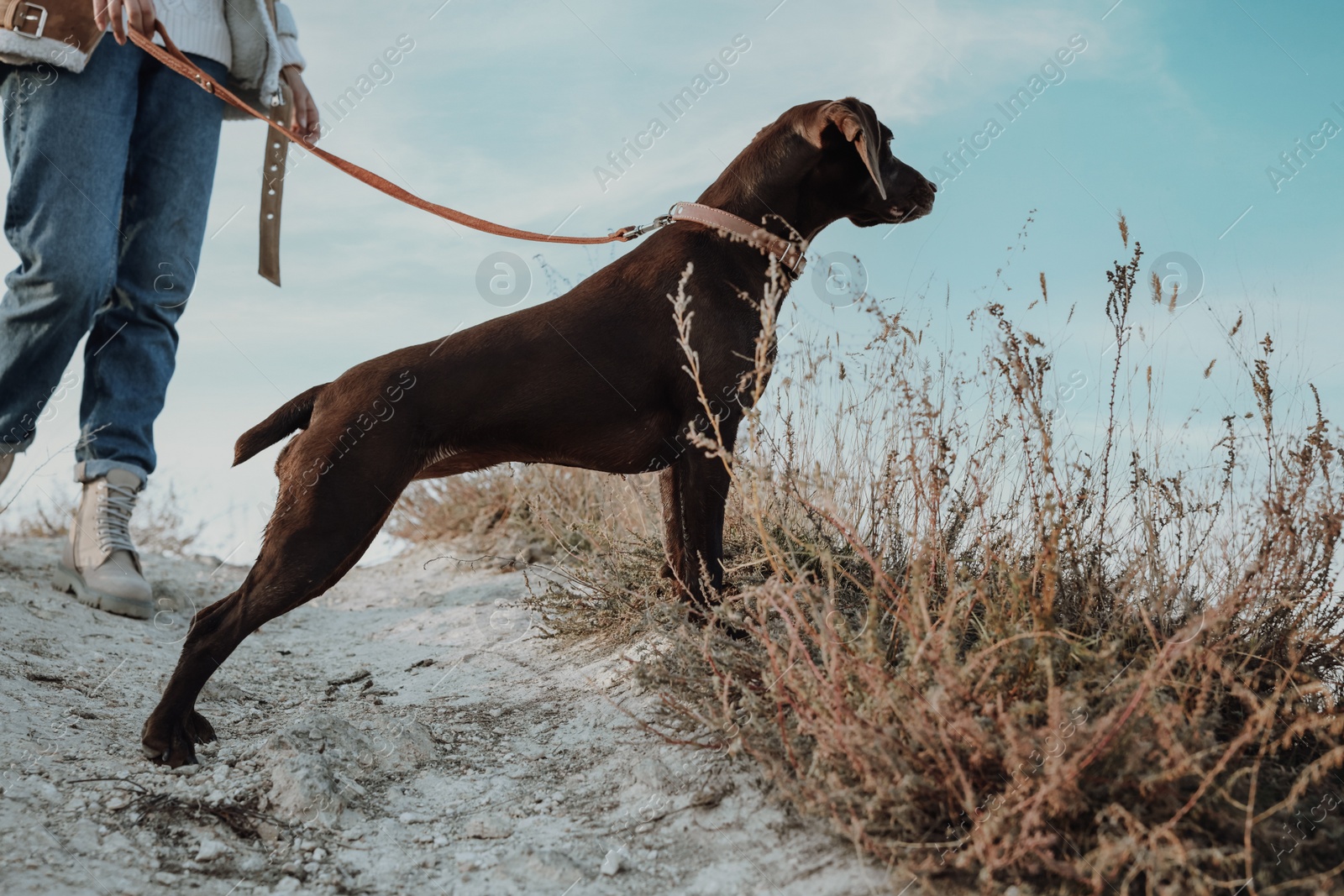 Photo of Woman with her German Shorthaired Pointer dog walking outdoors, closeup