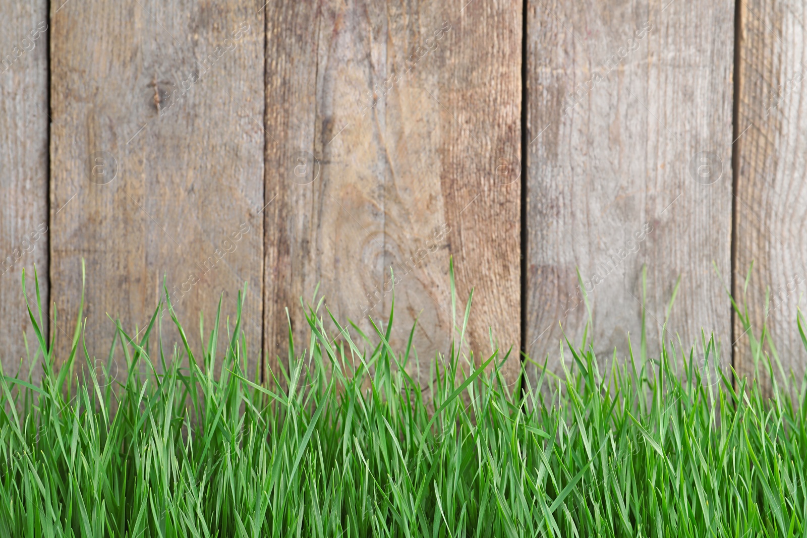 Photo of Fresh green grass near wooden fence. Space for text