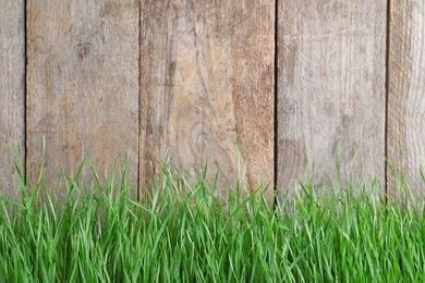 Photo of Fresh green grass near wooden fence. Space for text