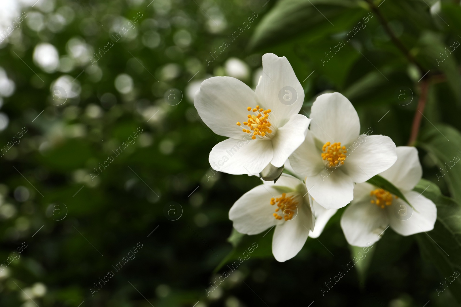 Photo of Closeup view of beautiful jasmine flowers outdoors. Space for text