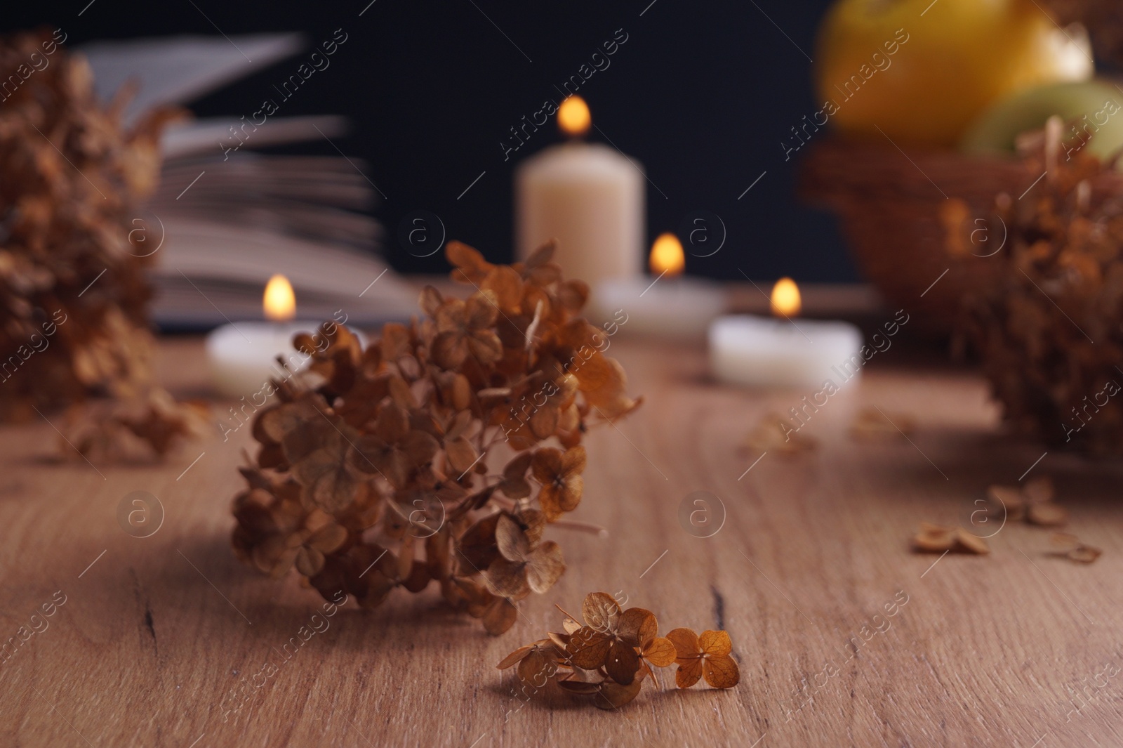 Photo of Dried hortensia flowers and burning candles on wooden table, closeup