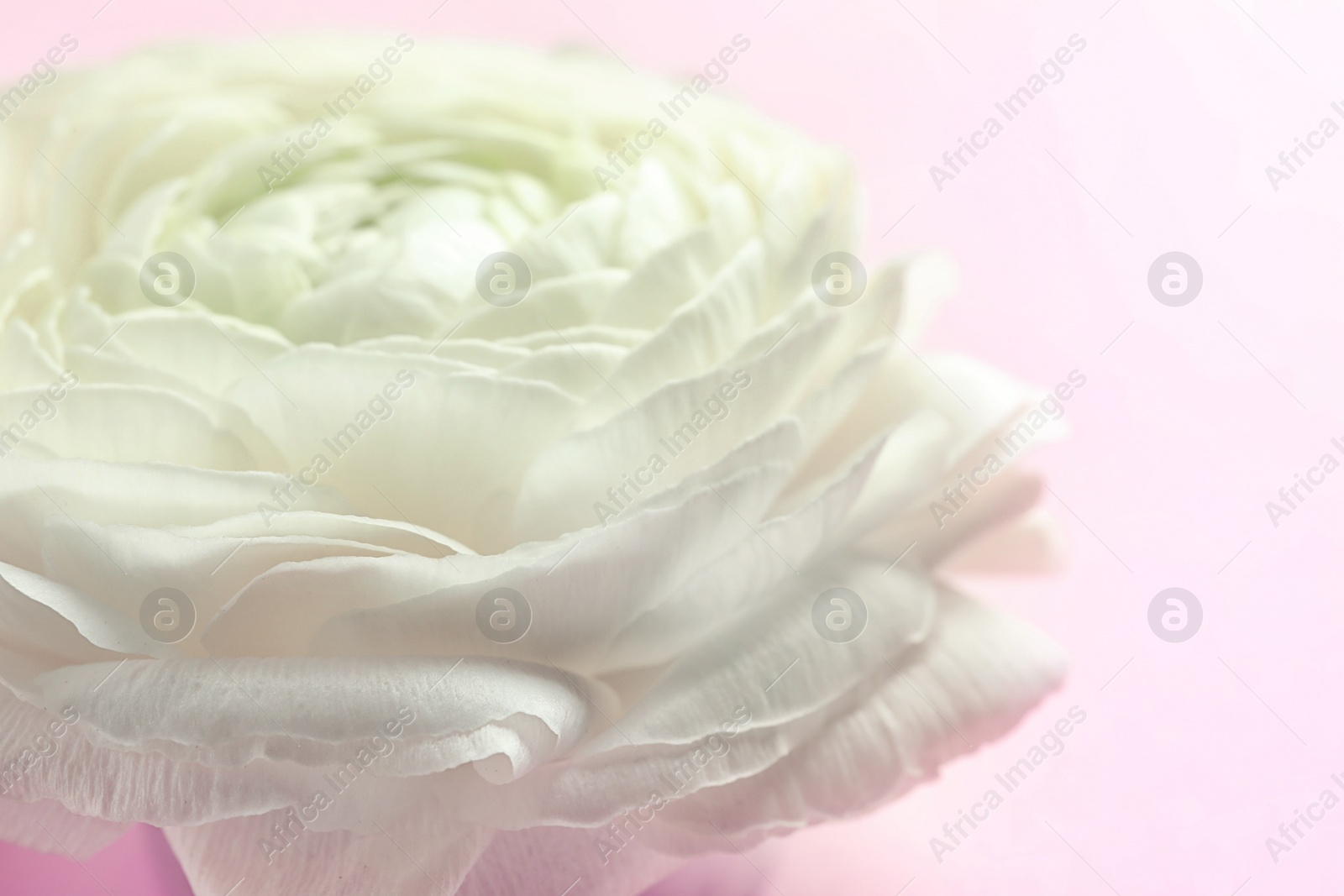 Photo of Beautiful ranunculus flower on color background, closeup