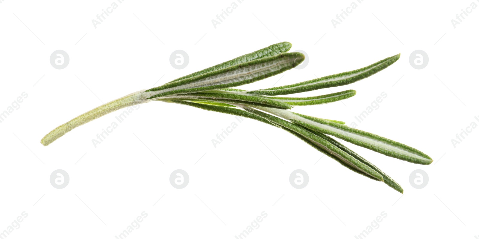 Photo of Fresh rosemary on white background