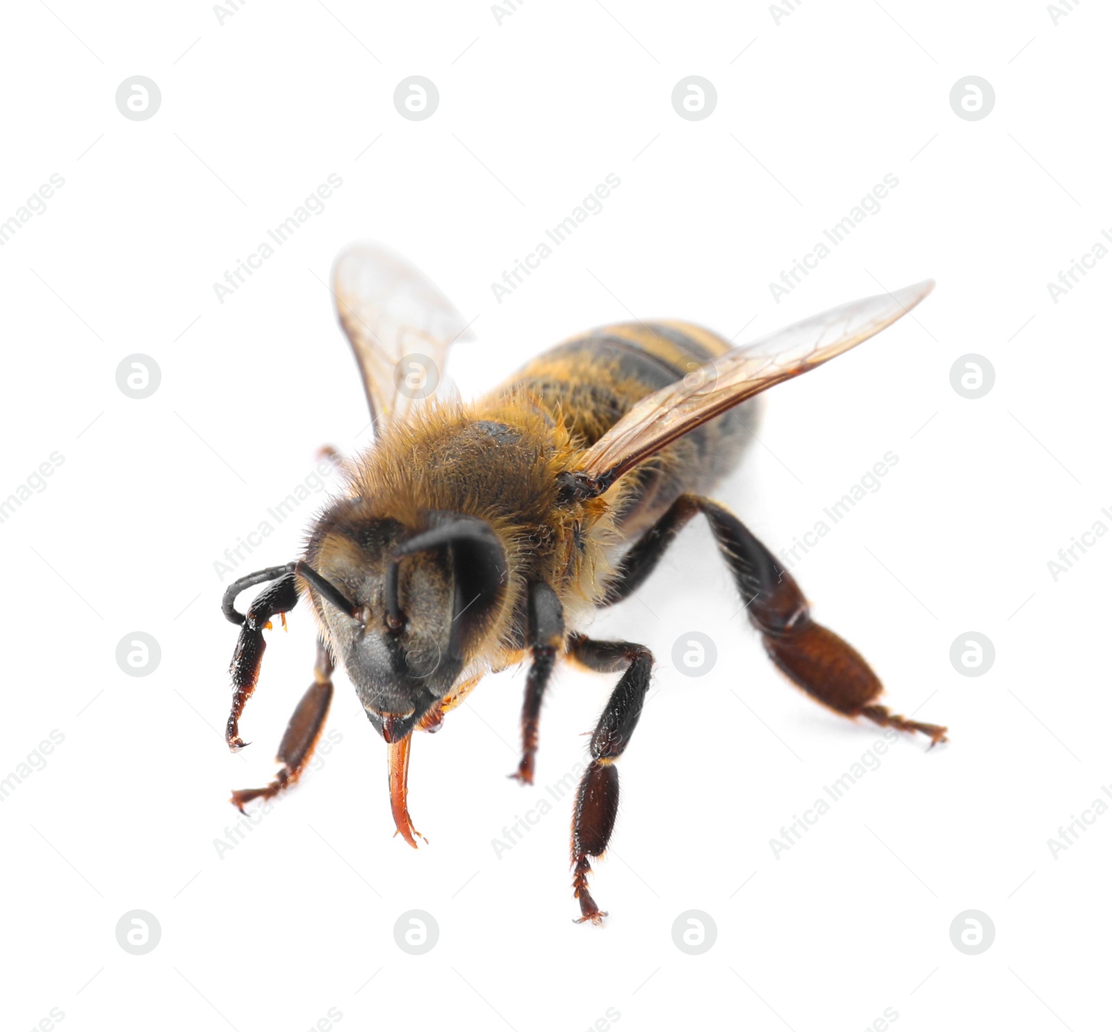 Photo of Beautiful honeybee on white background. Domesticated insect