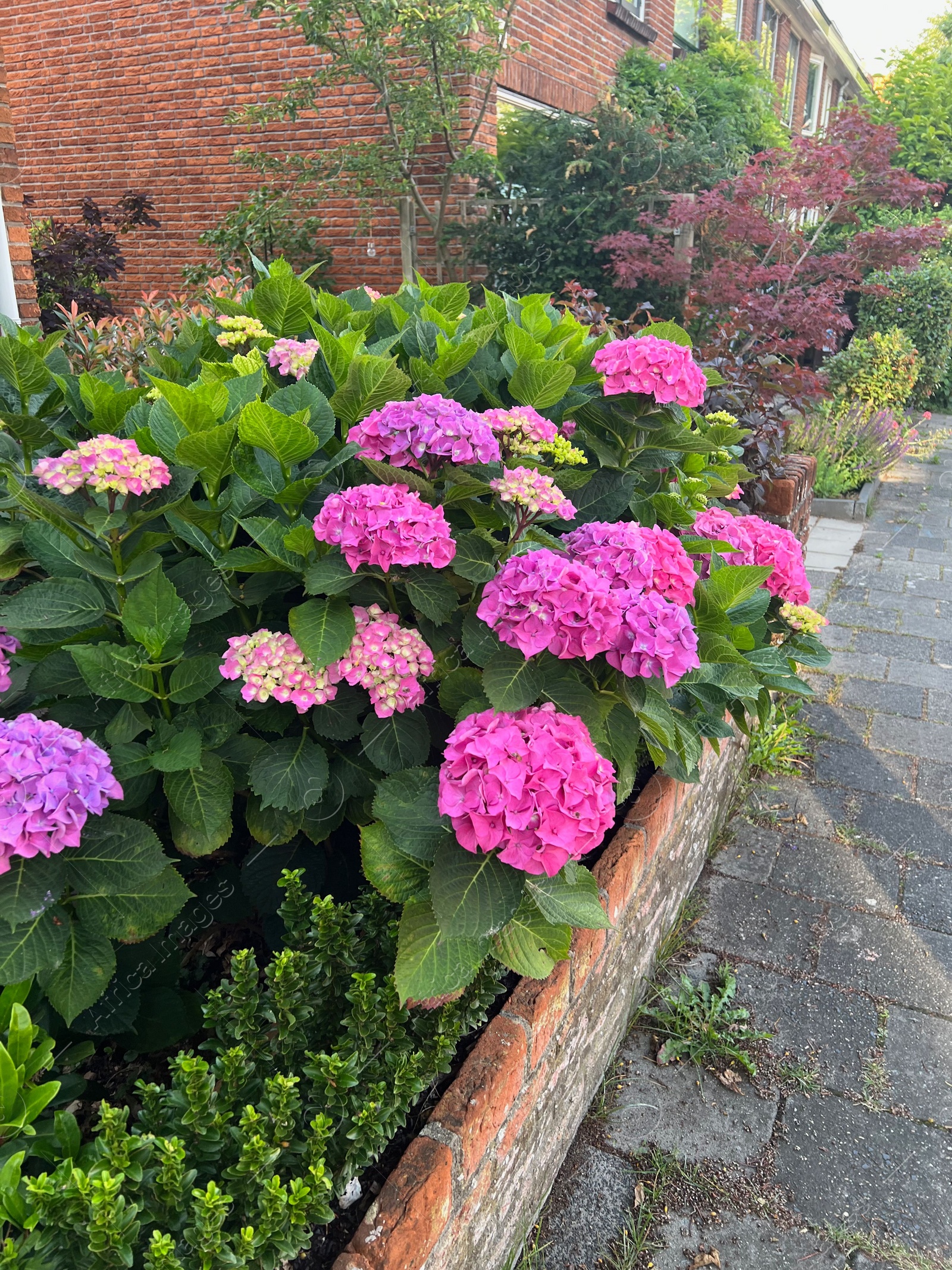 Photo of Beautiful hortensia plants with colorful flowers growing outdoors