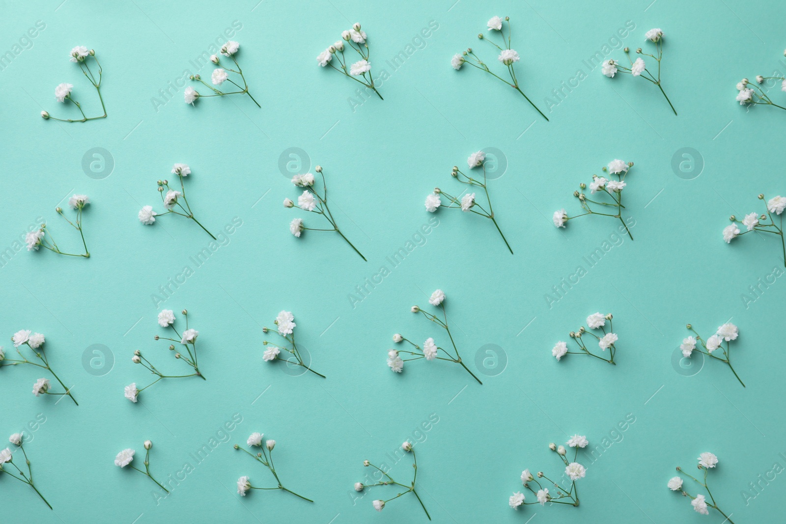 Photo of Beautiful gypsophila flowers on turquoise background, flat lay