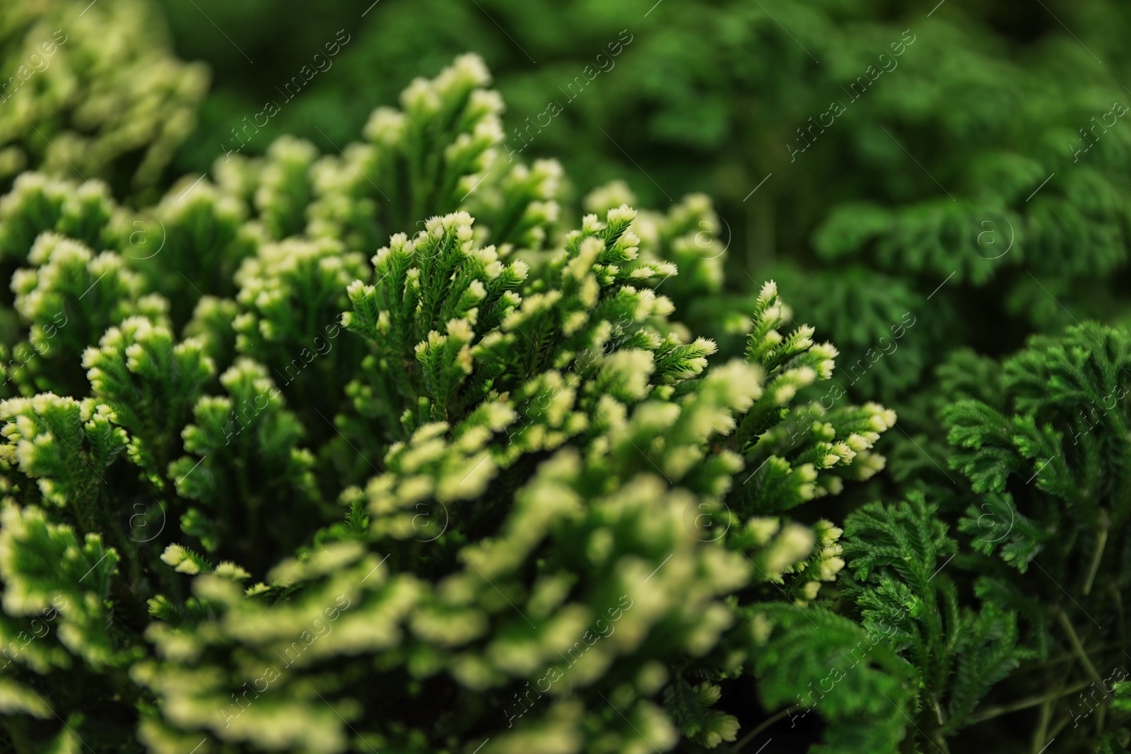 Photo of Beautiful green plant in floral shop, closeup