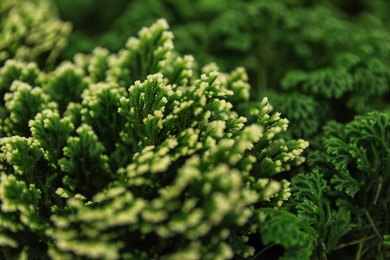 Photo of Beautiful green plant in floral shop, closeup
