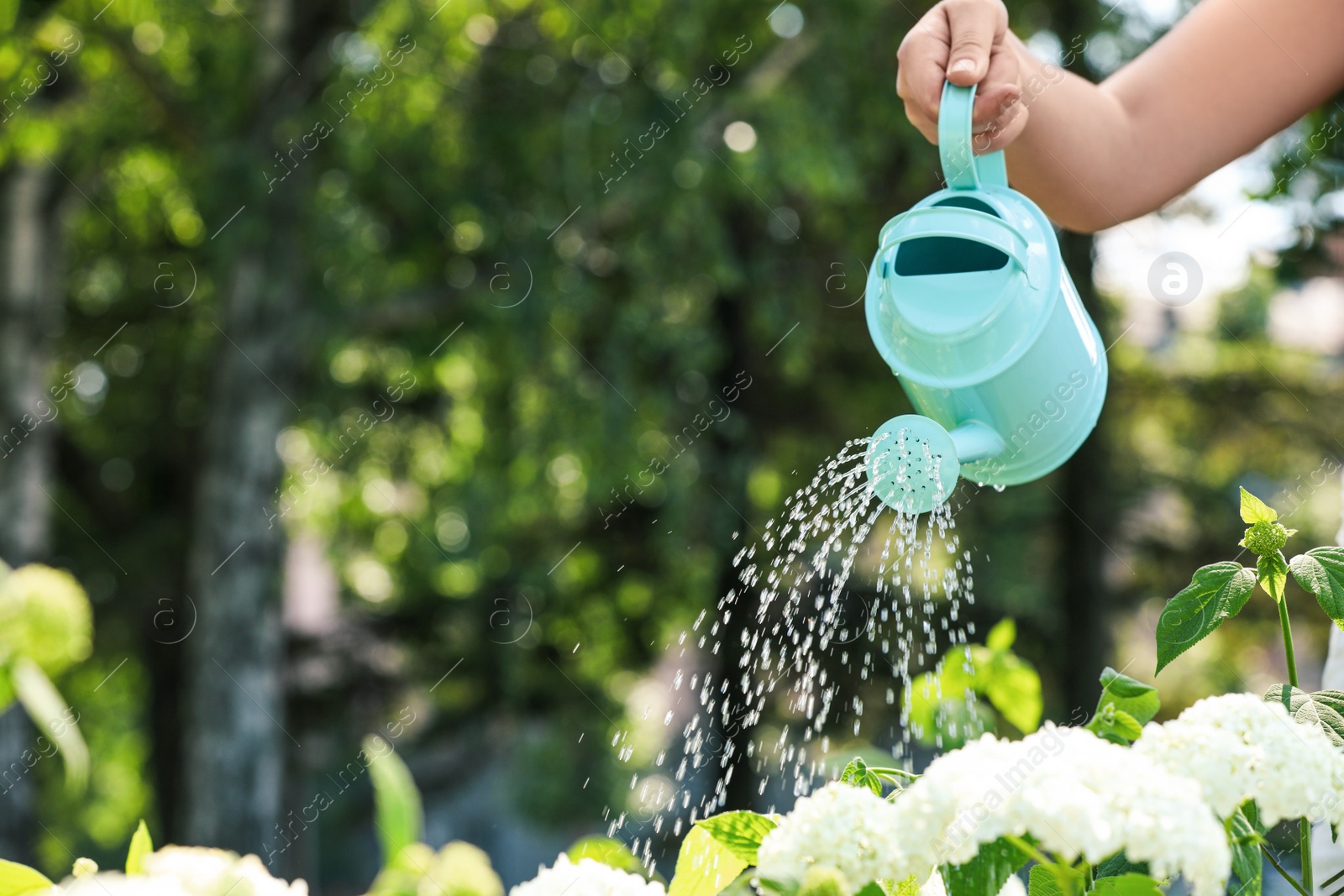 Photo of Woman watering fresh flower bed with can outdoors, closeup. Space for text