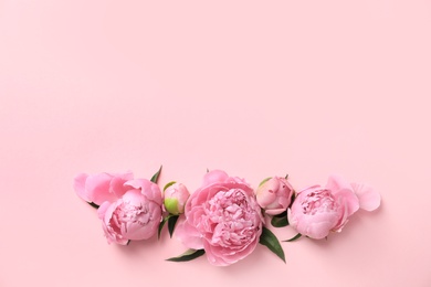 Beautiful fragrant peony flowers on color background