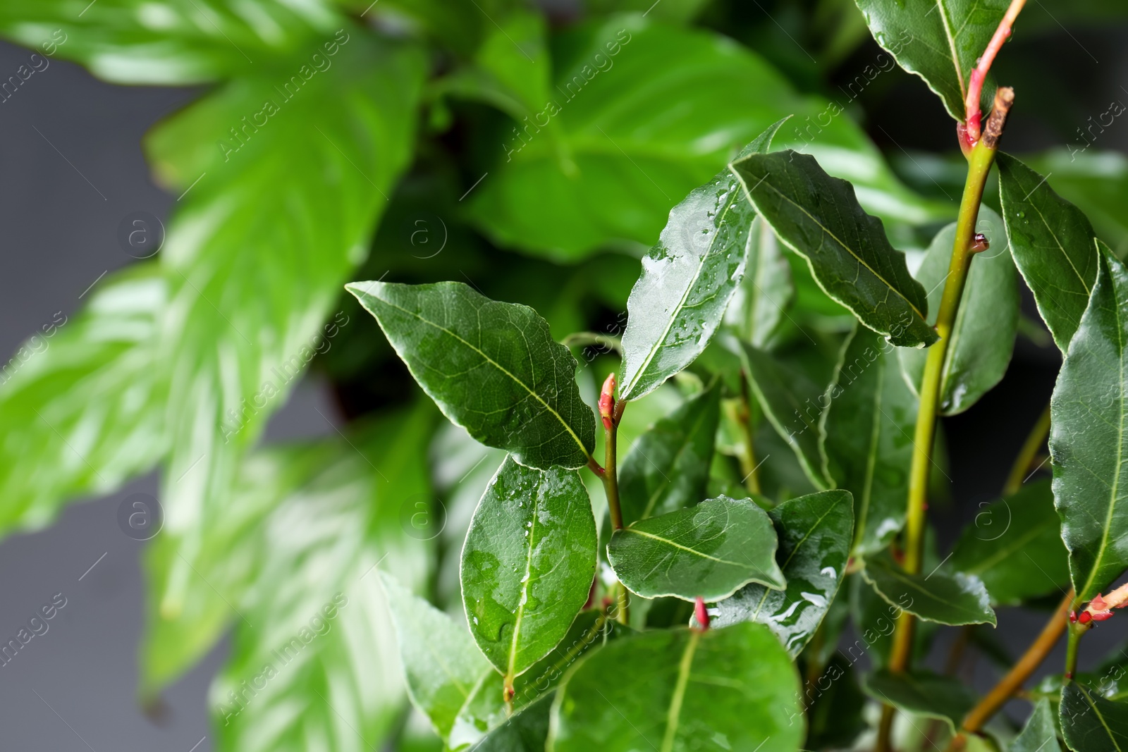 Photo of Bay tree with green leaves growing on grey background, closeup. Space for text