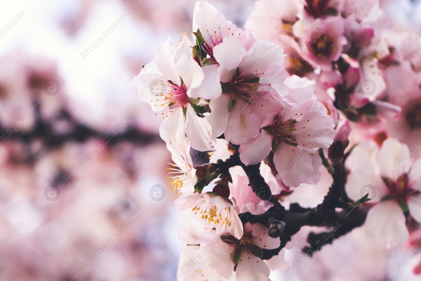 Photo of Delicate spring pink cherry blossoms on tree outdoors, closeup. Space for text