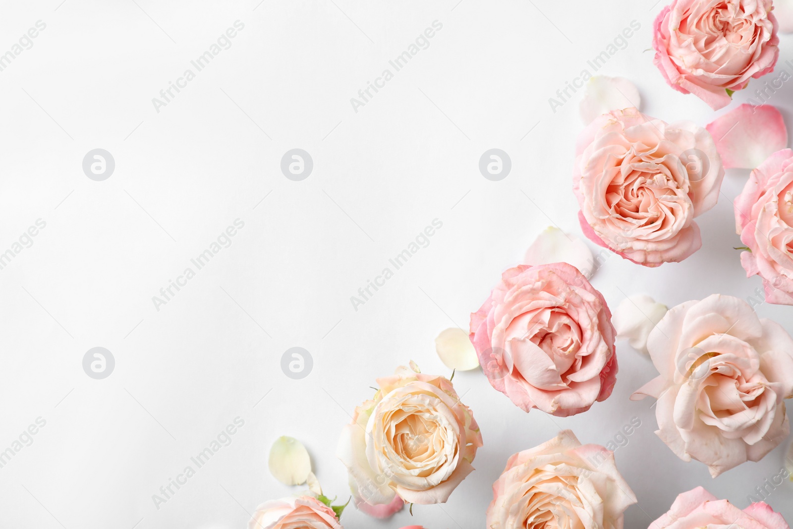 Photo of Flat lay composition with beautiful roses and space for text on white background