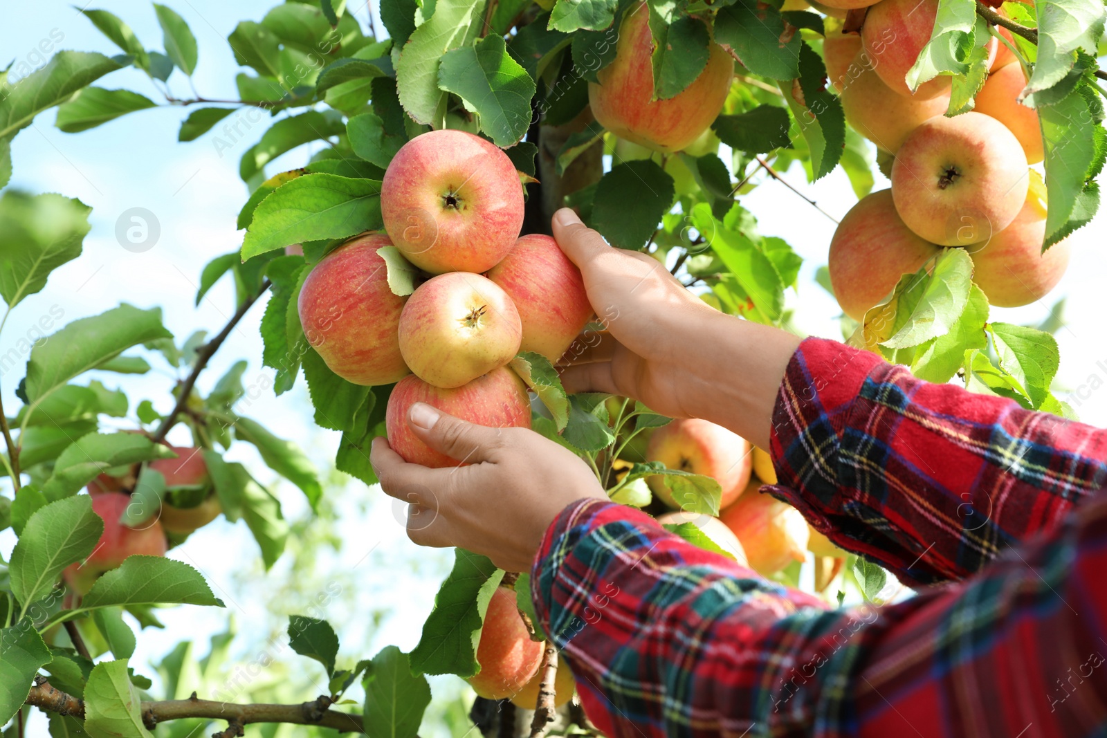 Photo of Woman picking ripe apples from tree outdoors, closeup