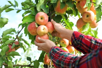 Woman picking ripe apples from tree outdoors, closeup