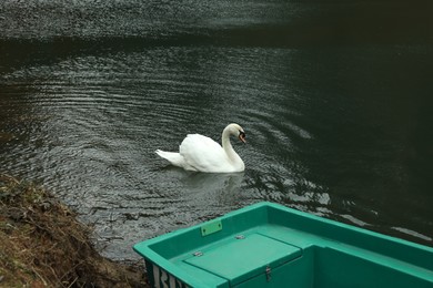 Photo of Beautiful white mute swan swimming in pond