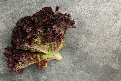 Photo of Head of fresh red coral lettuce on grey table, top view. Space for text