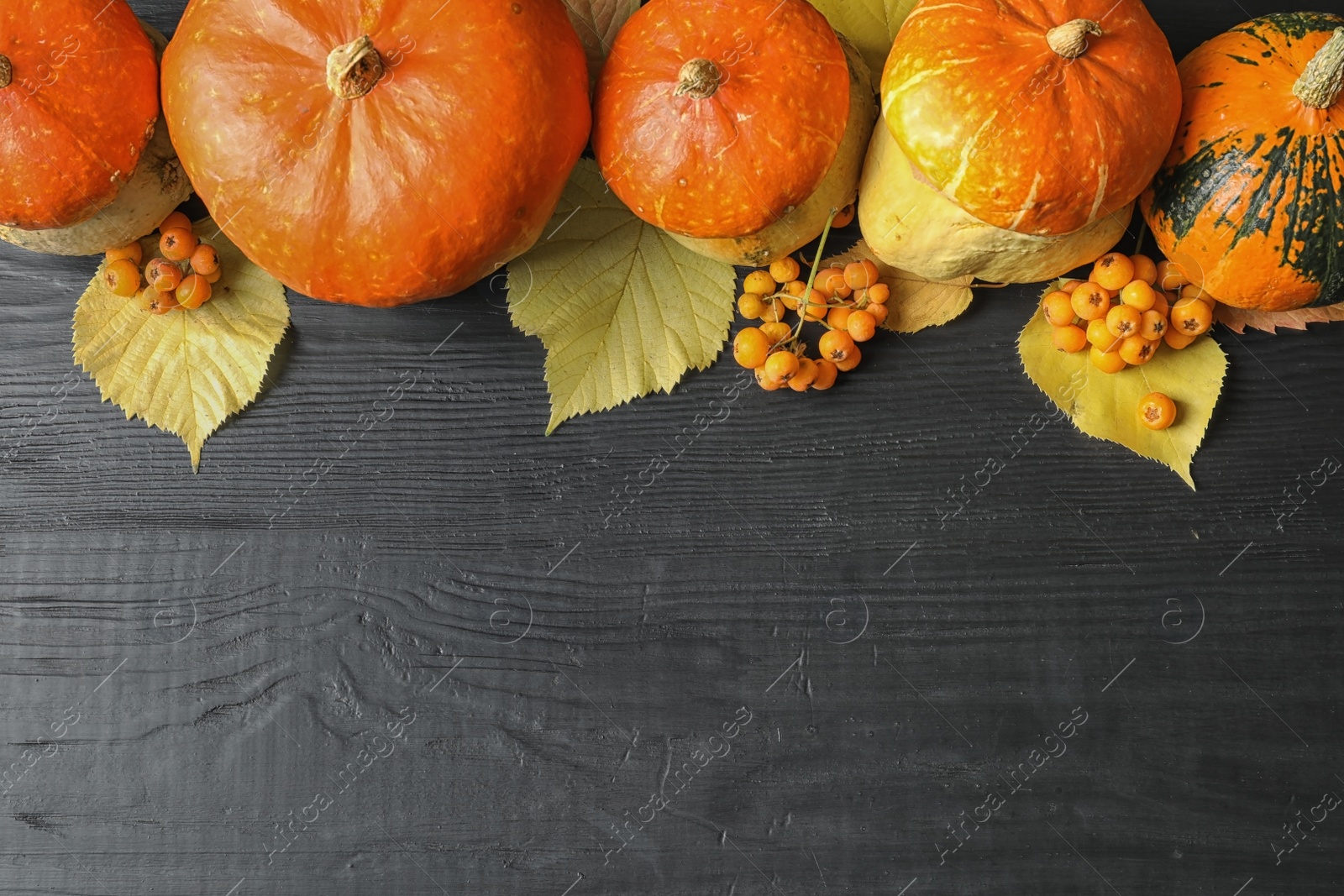 Photo of Orange pumpkins on dark background, flat lay composition with space for text. Autumn holidays