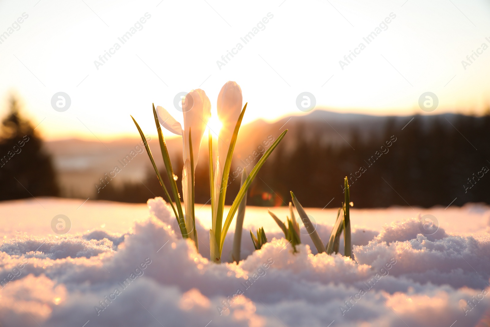 Photo of Beautiful crocuses growing through snow. First spring flowers