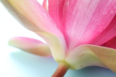 Photo of Beautiful blooming pink lotus flower on light blue background, closeup