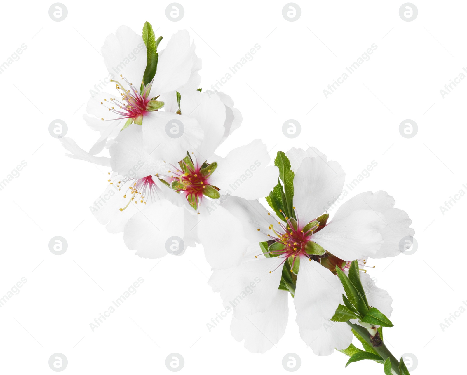 Photo of Tree branch with beautiful blossoms isolated on white. Spring season