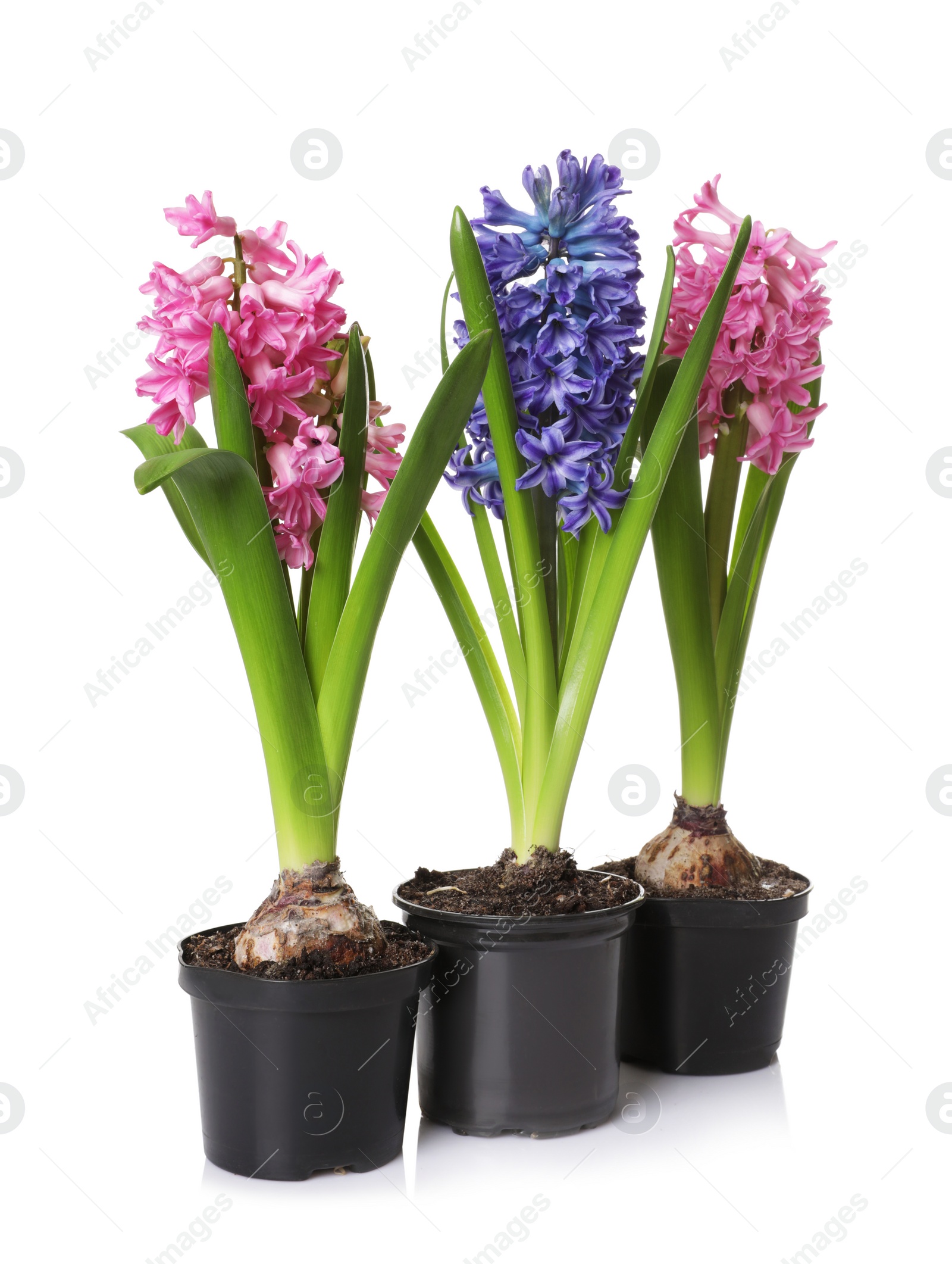 Photo of Beautiful spring hyacinth flowers isolated on white