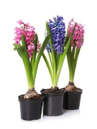 Beautiful spring hyacinth flowers isolated on white