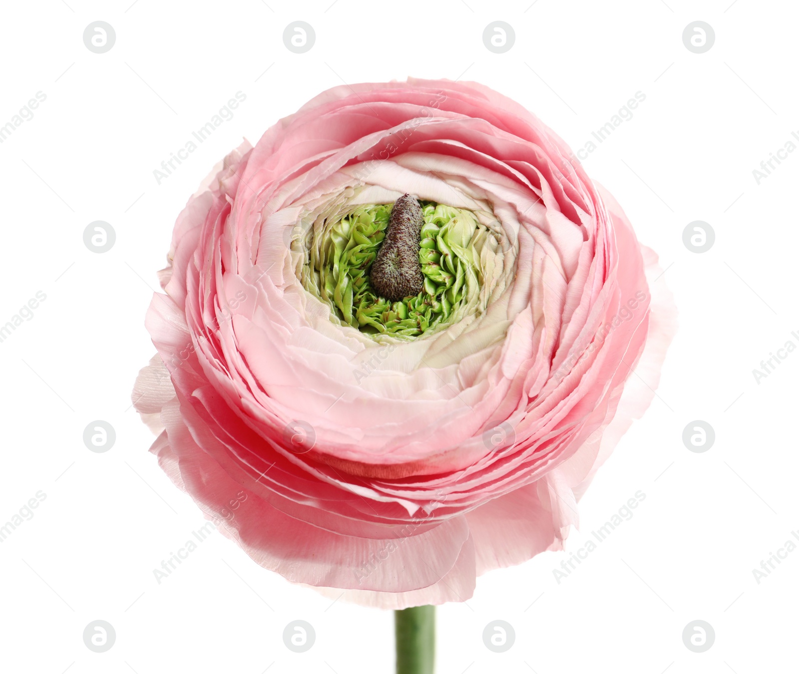 Photo of Beautiful ranunculus flower on white background