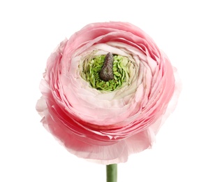 Photo of Beautiful ranunculus flower on white background