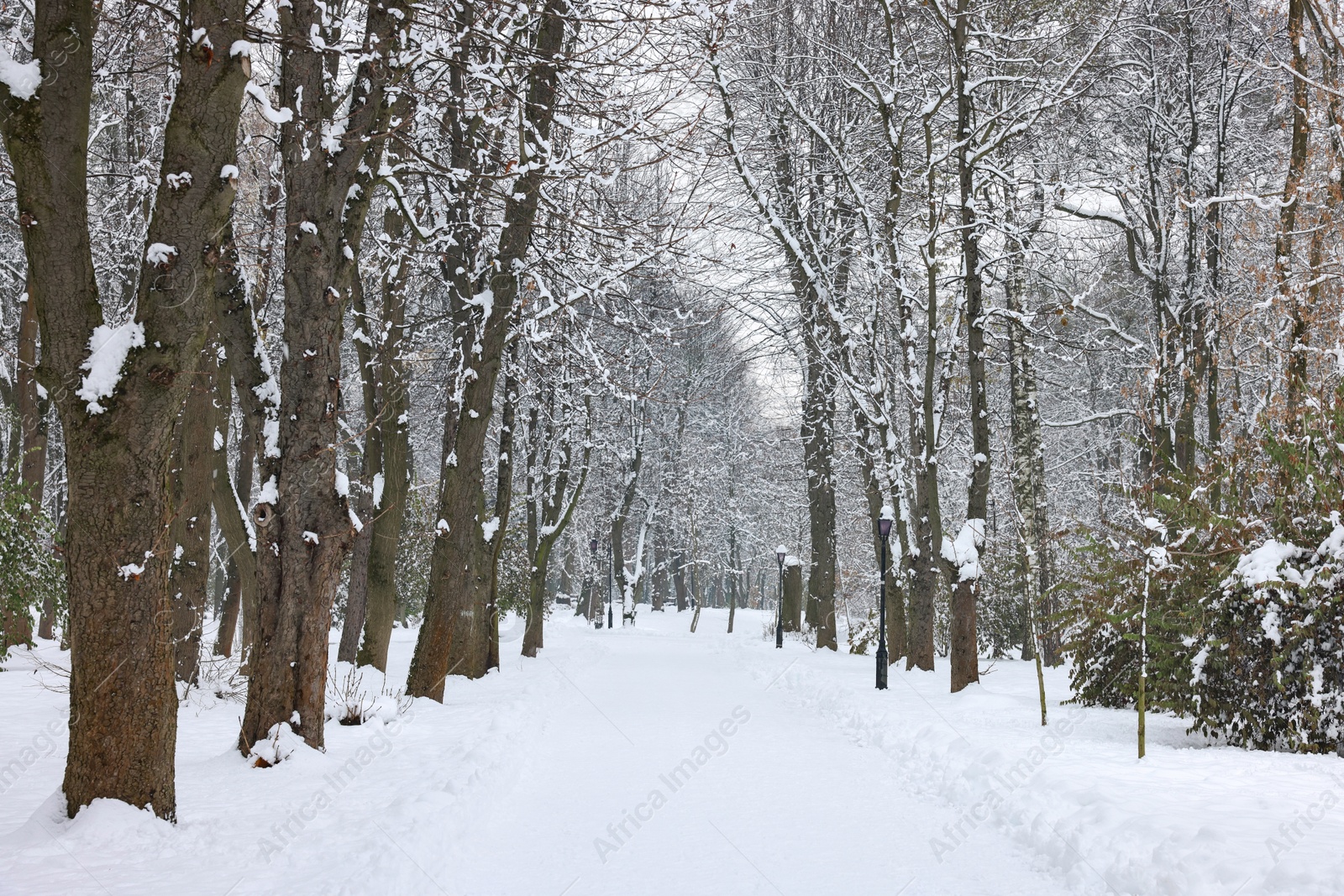 Photo of Trees covered with snow in winter park