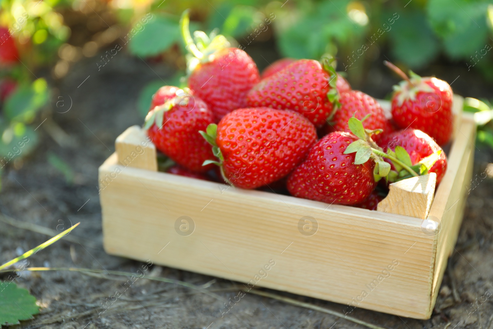 Photo of Delicious ripe strawberries in small wooden crate outdoors, closeup