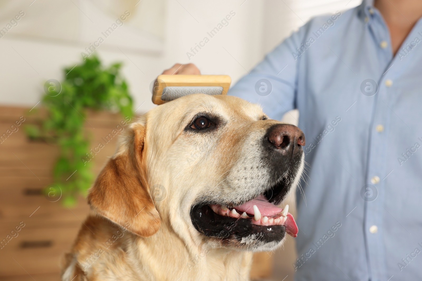 Photo of Woman brushing cute Labrador Retriever dog at home, closeup