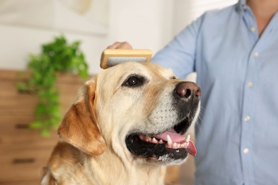 Woman brushing cute Labrador Retriever dog at home, closeup