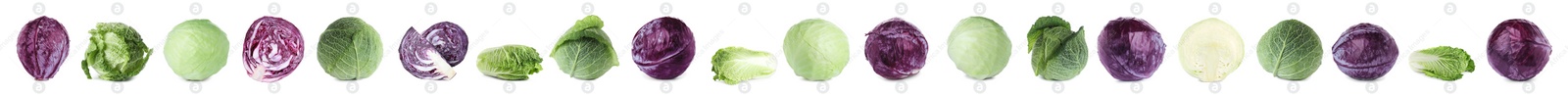 Image of Set of different fresh cabbages on white background. Banner design